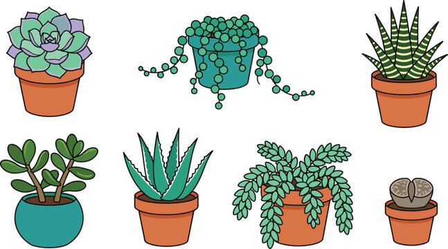 Potted Succulent and Houseplant Vector Icon Set with Echeveria String of Pearls Haworthia Zebra Plant Jade Aloe Vera Burros Tail and Lithops Illustrations