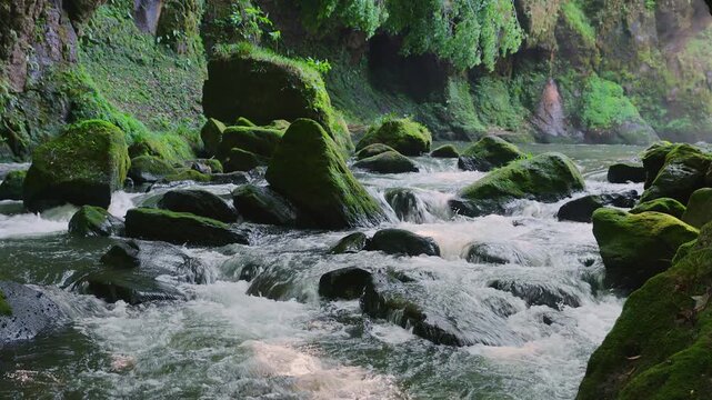 苔むした岩間を激しく流れる新緑の渓流 黄牛の滝 大分