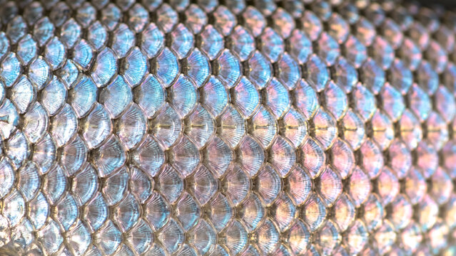 macro photography of fish scales showing an overlapping silver iridescent grid pattern with soft blue and pink metallic color reflections