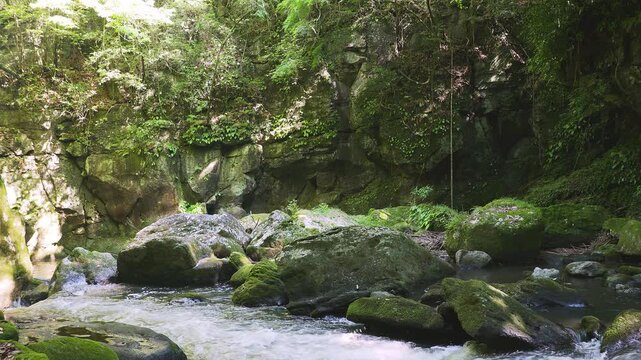 苔むした岩間を激しく流れる新緑の渓流 黄牛の滝 大分