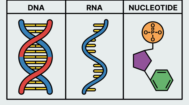 Nucleic Acid DNA RNA Nucleotide Comparison