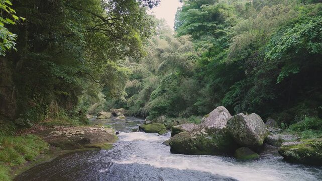 苔むした岩間を激しく流れる新緑の渓流 黄牛の滝 大分