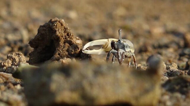 Fiddler crab with large claw on muddy beach wildlife nature 대한민국 한국 게 농게 흰발농게 큰집게다리 집게발 갯벌 진흙 해변 바다 바닷가 해안선 생태계 자연 환경 야생동물 서해안 남해안 생물학 관찰 탐험 야외 풍경 여행지 관광지 로컬 라이프스타일 활기찬 에너지 하루 일상 클로즈업 외형 무늬 패턴 질감 텍스처 