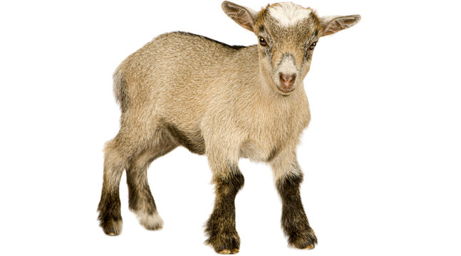 young pygmy goat PNG on Transparent background