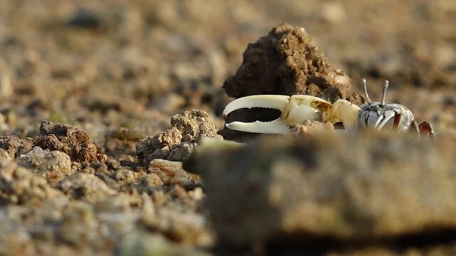 Fiddler crab with large claw on muddy beach wildlife nature 대한민국 한국 게 농게 흰발농게 큰집게다리 집게발 갯벌 진흙 해변 바다 바닷가 해안선 생태계 자연 환경 야생동물 서해안 남해안 생물학 관찰 탐험 야외 풍경 여행지 관광지 로컬 라이프스타일 활기찬 에너지 하루 일상 클로즈업 외형 무늬 패턴 질감 텍스처 