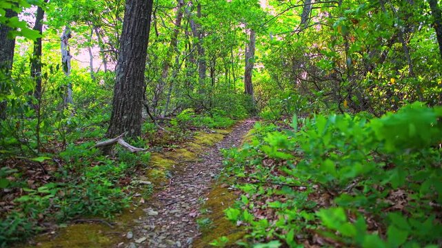 Cedar Cliffs hiking trail footpath in Blue Ridge Mountains of Wintergreen Resort, Virginia in spring or summer with dense forest tree canopy