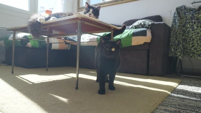 Black cat under table, tuxedo cat lounges on top, owner pets both in warm sunlight.