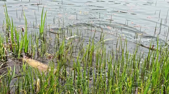 Man in camouflage jacket releasing large fish back into water near grassy shore of lake in Latvia