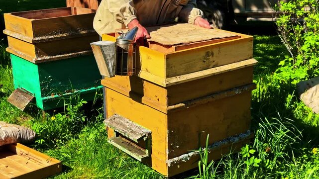 Beekeeper man placing frames back inside wooden beehive with bee smoker during hive inspection at rural apiary on sunny summer day