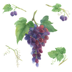 Fototapeta premium A set of hand-painted watercolor grape branches in various variations.
