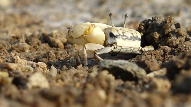 Fiddler crab with large claw on muddy beach wildlife nature 대한민국 한국 게 농게 흰발농게 큰집게다리 집게발 갯벌 진흙 해변 바다 바닷가 해안선 생태계 자연 환경 야생동물 서해안 남해안 생물학 관찰 탐험 야외 풍경 여행지 관광지 로컬 라이프스타일 활기찬 에너지 하루 일상 클로즈업 외형 무늬 패턴 질감 텍스처 