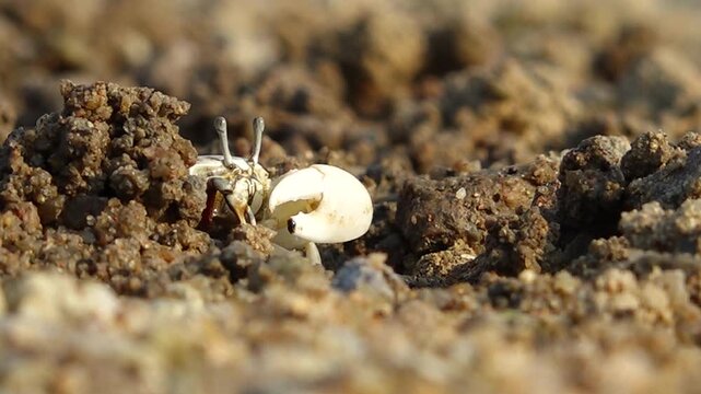 Fiddler crab with large claw on muddy beach wildlife nature 대한민국 한국 게 농게 흰발농게 큰집게다리 집게발 갯벌 진흙 해변 바다 바닷가 해안선 생태계 자연 환경 야생동물 서해안 남해안 생물학 관찰 탐험 야외 풍경 여행지 관광지 로컬 라이프스타일 활기찬 에너지 하루 일상 클로즈업 외형 무늬 패턴 질감 텍스처 