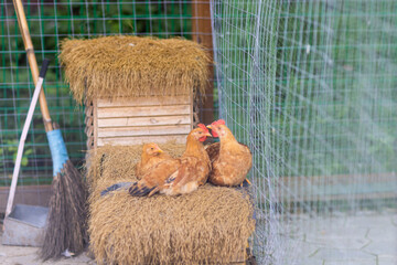 Chickens Resting On Hay Bales In Outdoor Farm Pen © Алина Бузунова