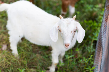 Fototapeta premium White Goat Kid Standing Outdoors in Garden with Copy Space