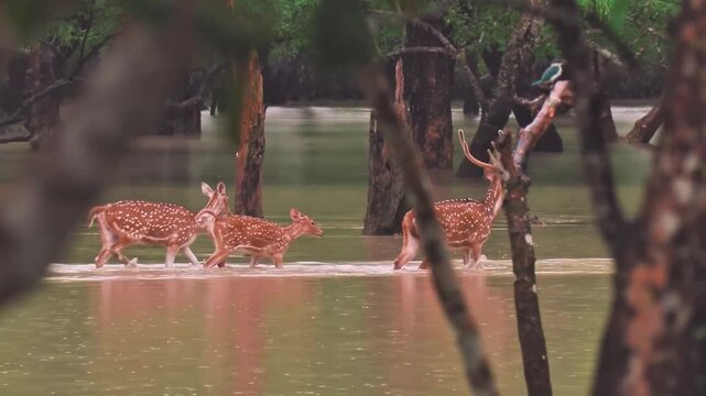 Bengal Tiger Walking Through Wetland Forest With Wild Deer in Nature