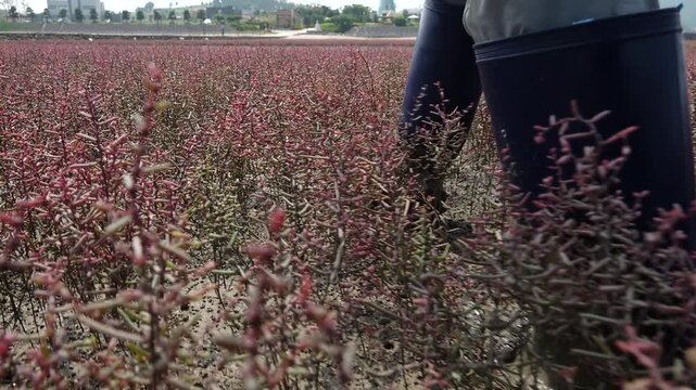 Walking through seablite Suaeda japonica community on muddy tidal flat 대한민국 한국 서해안 남해안 갯벌 염생식물 칠면초 함초 군락지 뻘배 장화 발걸음 어부 노동 생산 전통 어업 수산업 자연 환경 생태계 과학 관찰 지질 지형 해변 바다 바닷가 해안선 풍경 여행지 관광지 명소 아날로그 감성 평화로운 분위