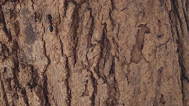 Close-up footage of ant moving across rough tree bark texture, ideal for wildlife, ecosystem, insect behavior, biodiversity, nature documentary, and environmental projects.