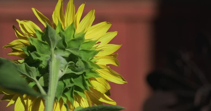 Rear view of a yellow sunflower in the garden