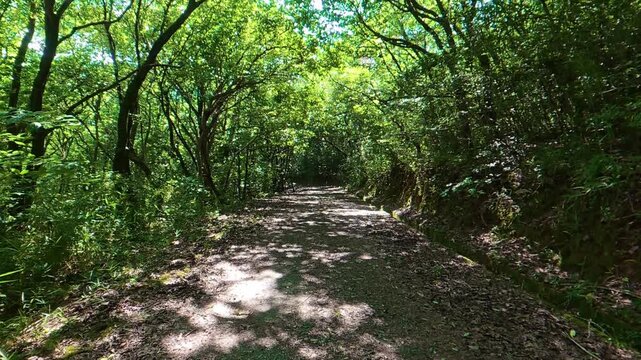Walking through a forest with sunlight filtering through the trees, dappled light