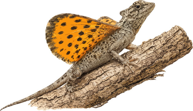 Draco volans illustration art