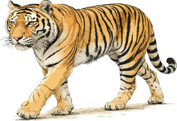 Panthera tigris illustration art © Diono