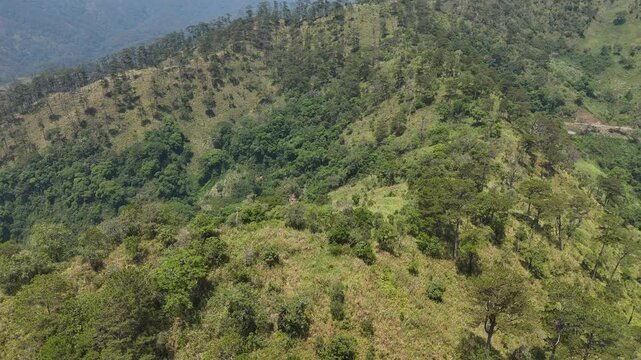 Drone Ascending to Sparse Pine Hilltop Covered in Green Grass and Pine Forest
