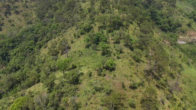 Higher Altitude Drone Flight Into Sparse Pine Hill