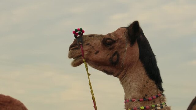 Close up view of decorated camel chewing at Pushkar fair.
