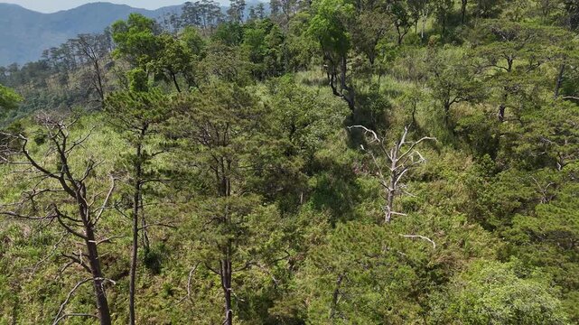 Low Altitude Drone Flight Into Sparse Pine Hill Revealing Dead Standing Tree
