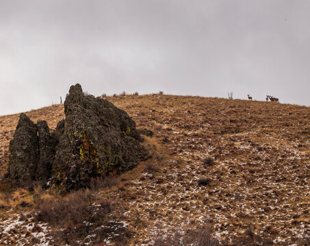 Herd of blacktail deer on a high ridge