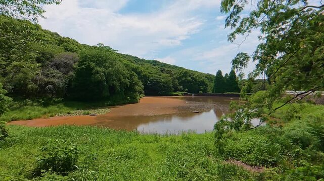 Redish brown pond water caused by plankton bloom, natural phenomenon