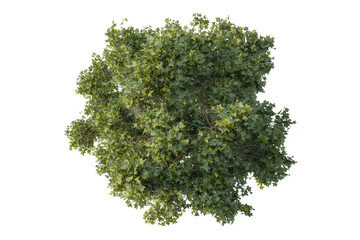Obraz premium A top-down view of a lush green tree with dense foliage and textured leaves, isolated on a black background, for landscape architectural use