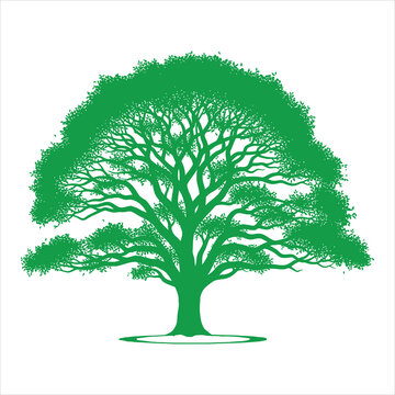 Green tree on white background