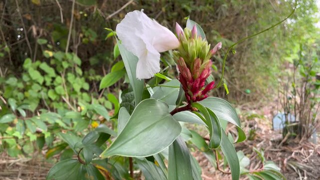 Costus speciosus wild ginger flower blooming in tropical forest