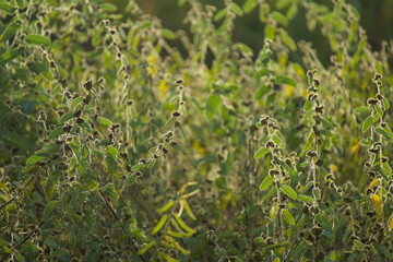 Obraz premium Beautiful patch of wild tropical weeds and small flowers growing vibrant in an outdoor open field
