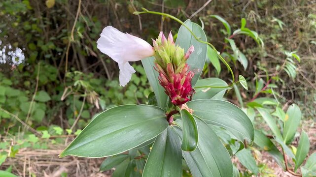 Wild costus speciosus plant with lush green leaves in tropical jungle