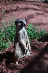Fototapeta premium meerkat in zoo