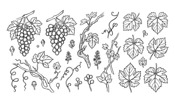 Grape vine botanical line art set with grape bunches, vine branches, leaves, tendrils, and blossoms. Isolated vector illustrations in engraving style.