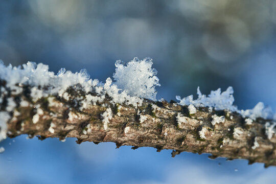 Close-up of snow crystals and frost on a tree branch in a cold winter morning