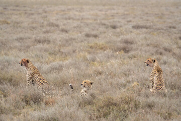 The animals of the African savannah in Tanzania © Yao