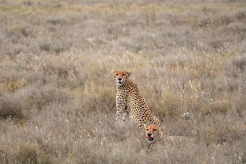 The animals of the African savannah in Tanzania © Yao