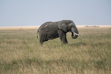 Fototapeta premium Wild elephants in Tanzania
