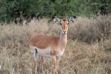 Naklejka premium The animals of the African savannah in Tanzania