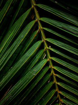 Close-up macro texture of tropical palm leaf surface with orange rust spots and diagonal green stripes pattern in natural light