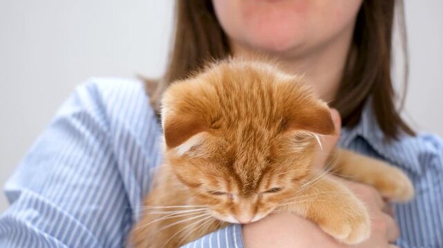 Young woman holding ginger kitten close-up on gray background.