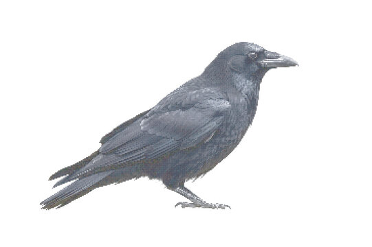 Black bird crow profile view standing on one leg vector