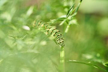 Naklejka premium Green caterpillar feeding on garden foliage with soft-focus macro and natural bokeh