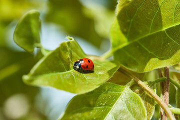 Fototapeta premium Close-up of a red ladybug resting on a bright green leaf in natural sunlight