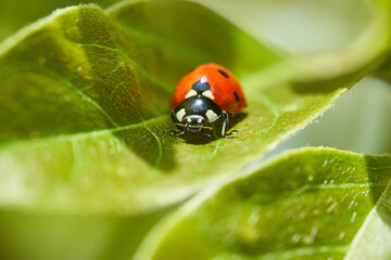 Red ladybug on green leaf close-up macro photo of a seven-spot ladybird in nature © Tobias