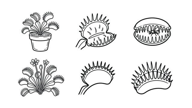 Venus flytrap black and white vector illustration set